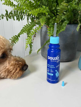 Dog looking at Douxo Ear Cleaner