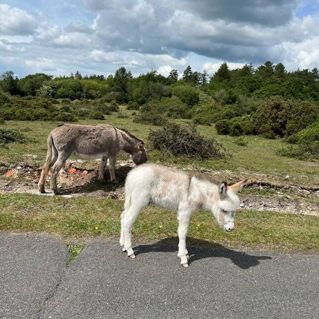 Two donkeys roam a grassy field under a cloudy sky in the New Forest. The foreground has a grey path. The mood is calm and pastoral.