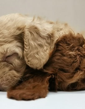 puppy with toy