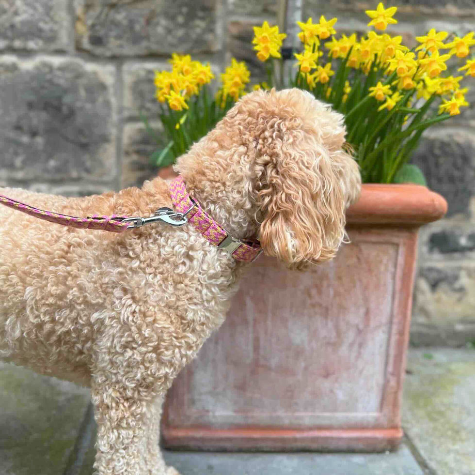 dog testing a dog collar and lead