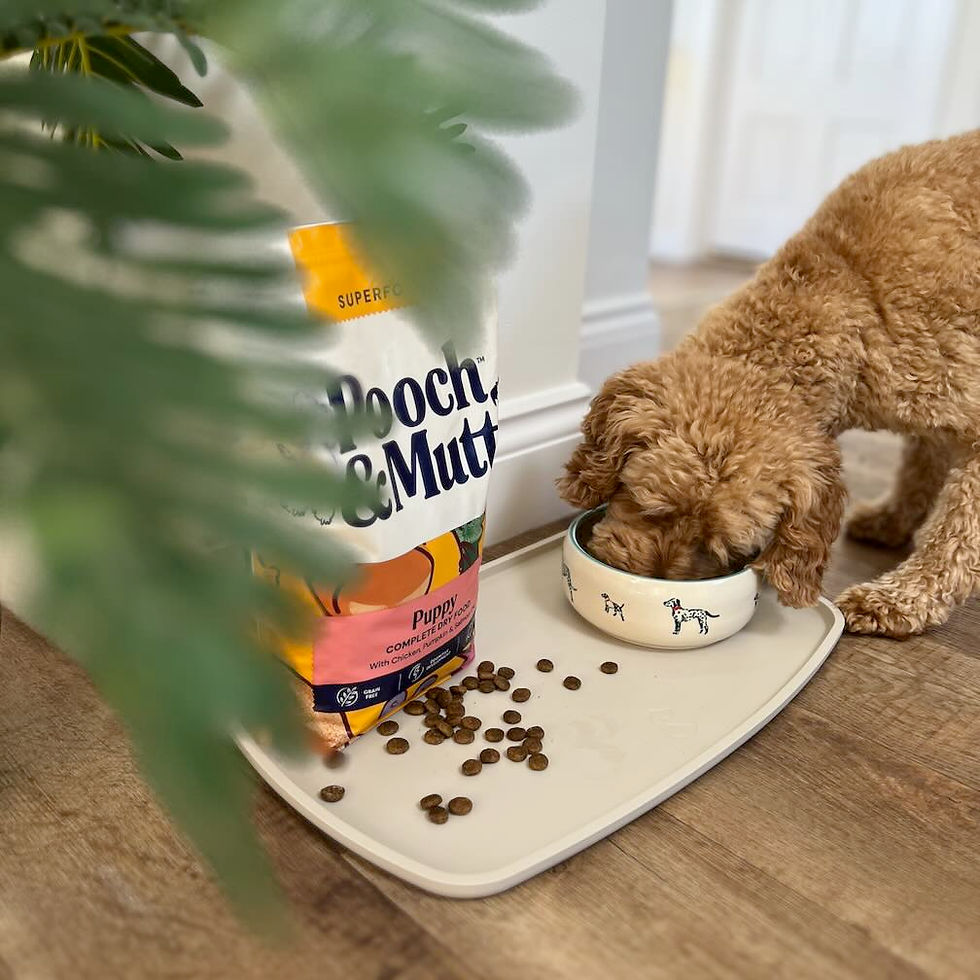 Curly brown puppy eats from a dog bowl on a tray beside a Pooch & Mutt bag, with scattered kibble and blurred green leaves.