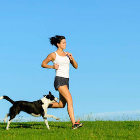 Best Joint Supplements for Dogs 2026