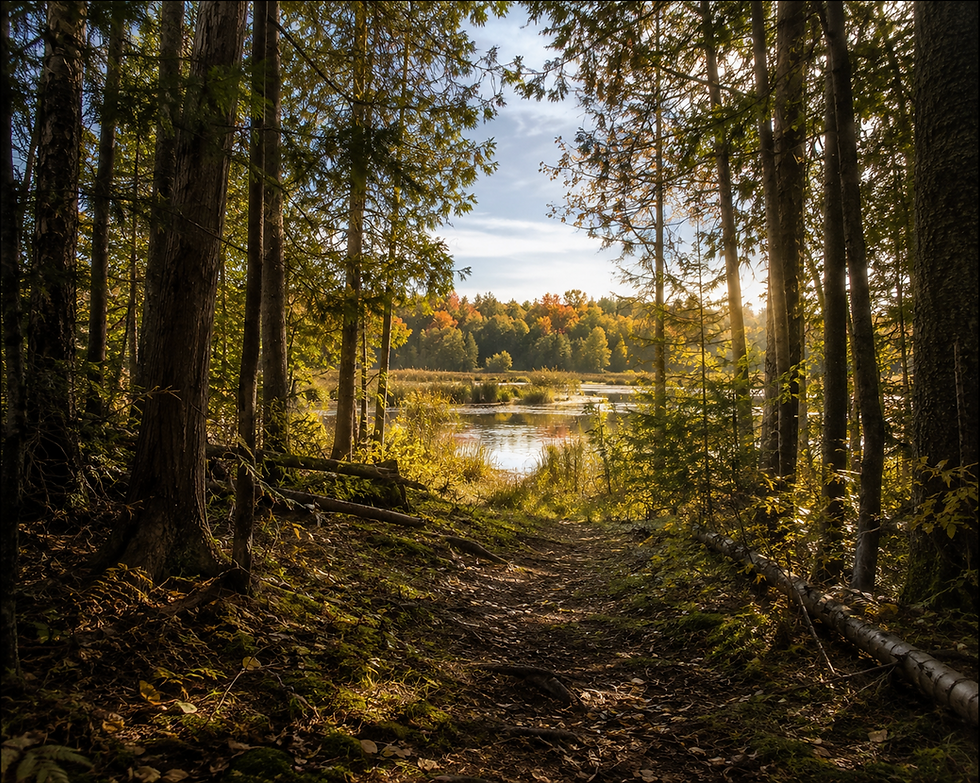 Sunlight shining through trees beside a quiet forest lake