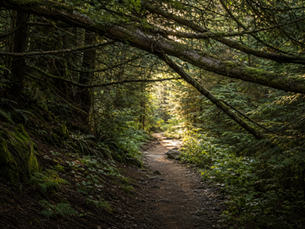 Sunlit forest path surrounded by trees, representing self-discovery, identity, and personal growth.