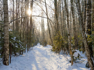 A peaceful, snow-covered woodland with sunlight filtering through the trees, illuminating the forest floor and the path ahead.