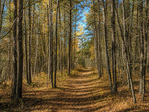 Woodland path winding through a quiet forest in autumn