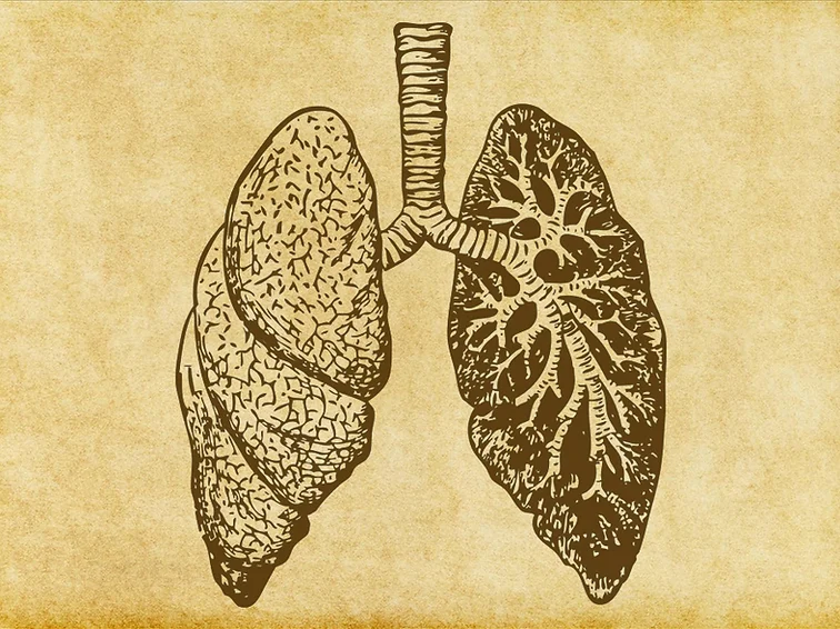 Lungs Sketch.webp