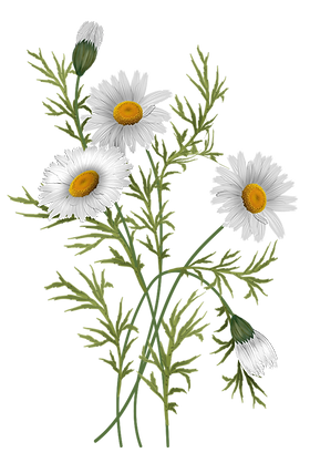 common-daisy-oxeye-daisy-chrysanthemum-flower-daisy-family-daisy-flower-ead7b7da53fdcb41f6