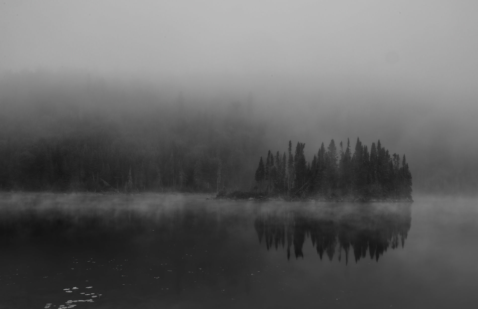 Fog on Canadian Cedars