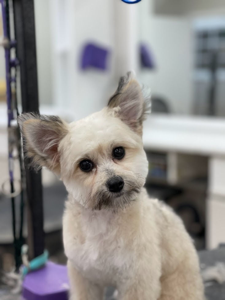 Grooming Gallery Nanhall Pet Spa