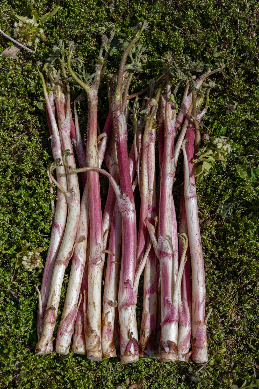 山ウド（久慈さんちの山菜）1.5キロ