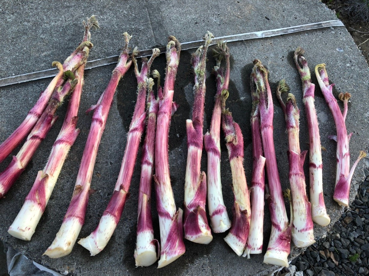 【テラさん専用】山ウド（久慈さんちの山菜）300g