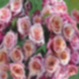 RosesbouquetValentine