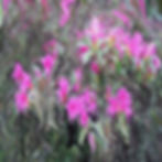 FLORAL09-size.jpg