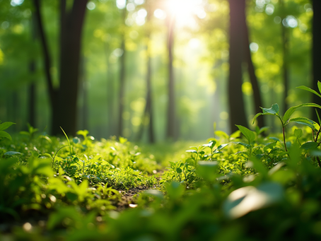 The Importance of Sustainable Living in Today's World