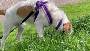 IMDT 2nd Chance Heroes