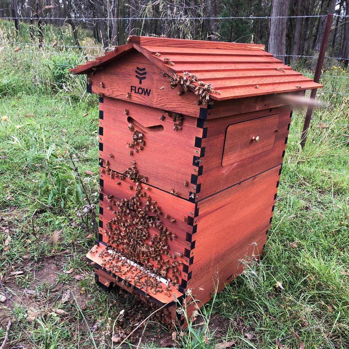 Bees for a Flow Hive