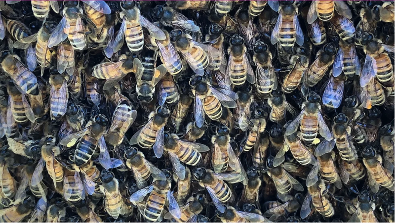 Thumbnail: Introduction to Beekeeping Half Day Course