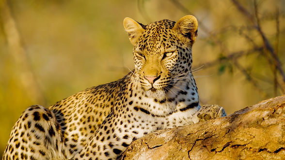 Leopard Avalon Media Africa.jpeg