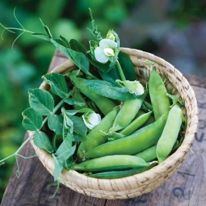 Bulk Pea Seeds - "Sugar Ann" (Snap Pea)