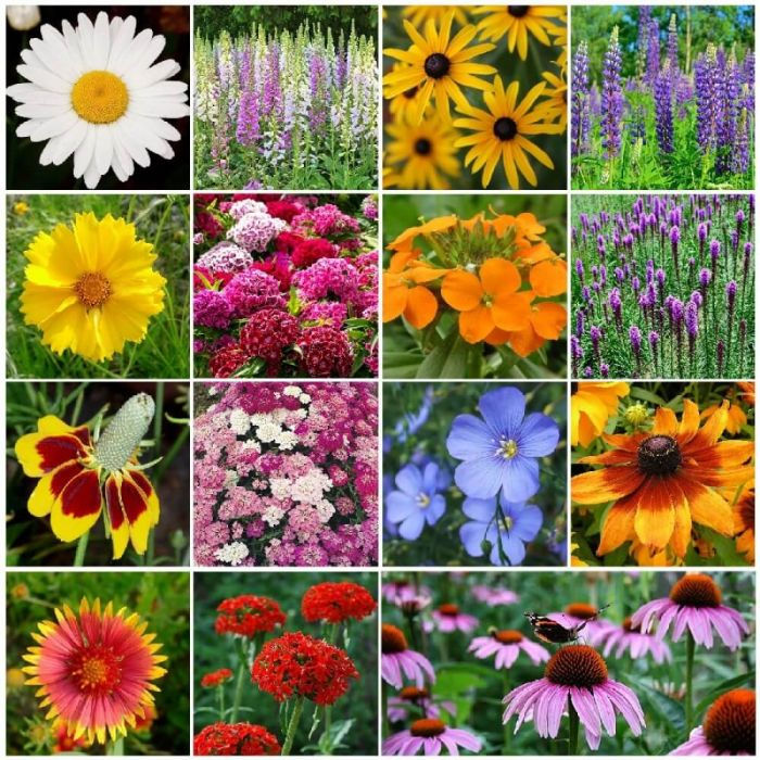 Bulk All Perennial Wildflower Seed Mix