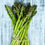 Thumbnail: Bulk Asparagus Seeds - "UC-157 F2"
