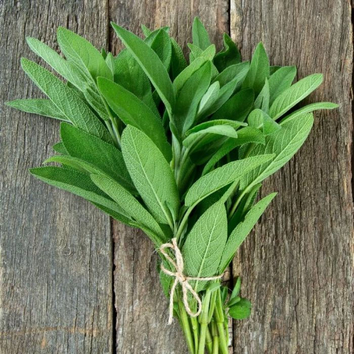 Bulk Sage (Broadleaf) Seeds