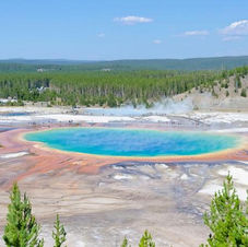 🐾 Are animals really leaving Yellowstone in large numbers?