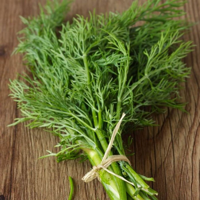 Bulk Dill "Bouquet" Seeds (Common)
