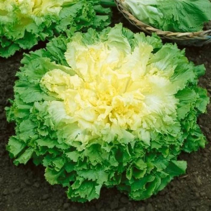 Bulk Endive (Escarole) Seeds - "Broadleaf Batavian"