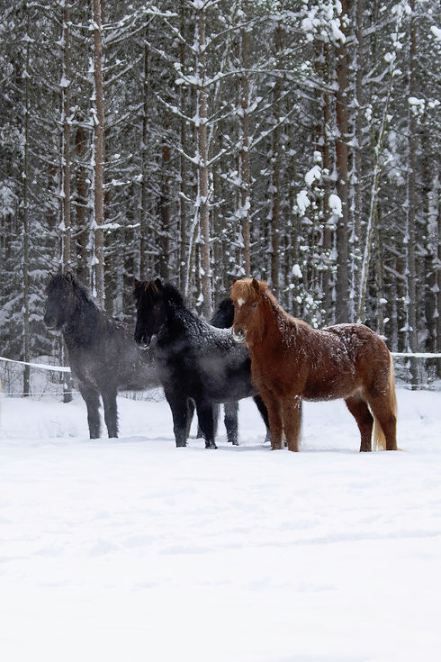 Från vänster: Loki, Dökkvi och Tira