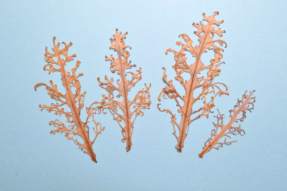 Dried under press leaves of Kale for Pressed Flower Craft