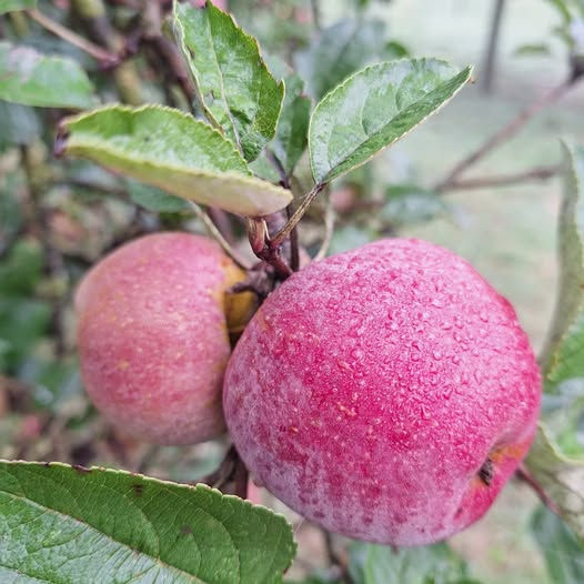 Laat je appels (en peren) persen tot sap