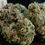 Thumbnail: Durban Poison