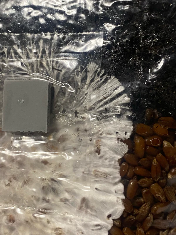 Mushroom Grow Kit 4 Pack All In One Grow Bags Platinum Seeds