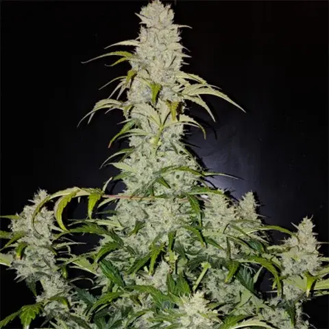 Strawberry Cheese Auto