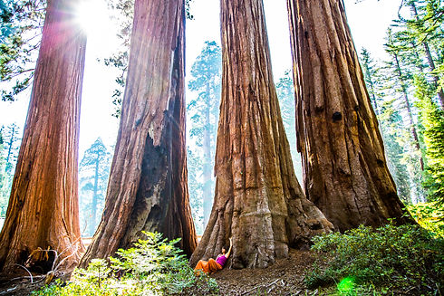 Sequoia-36.jpg