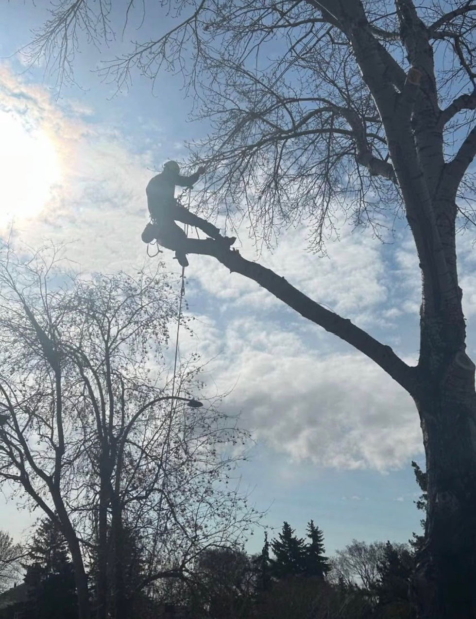 Fallin&Haulin Tree Removal Services in Edmonton