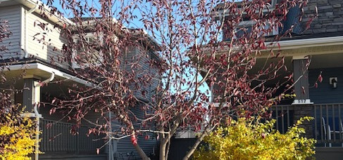 Tree Pruning Services | Fallin&Haulin Tree Removal