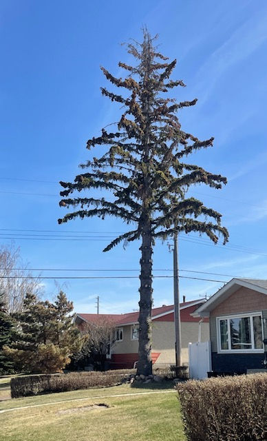 Tree Pruning Service in Edmonton | Fallin&Haulin