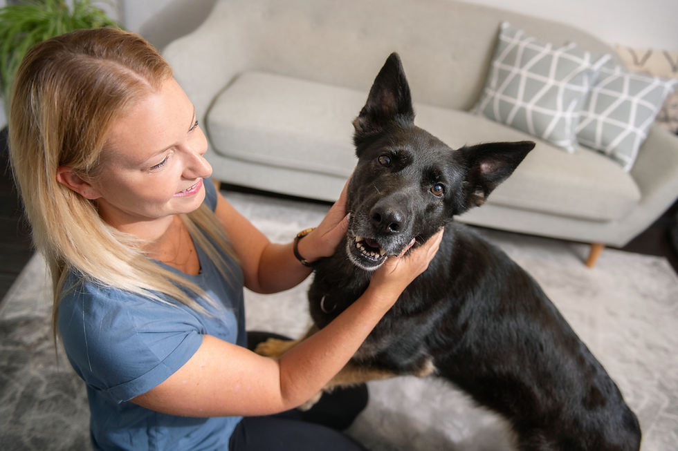 Dog relaxing during a professional canine massage session for regular maintenance.