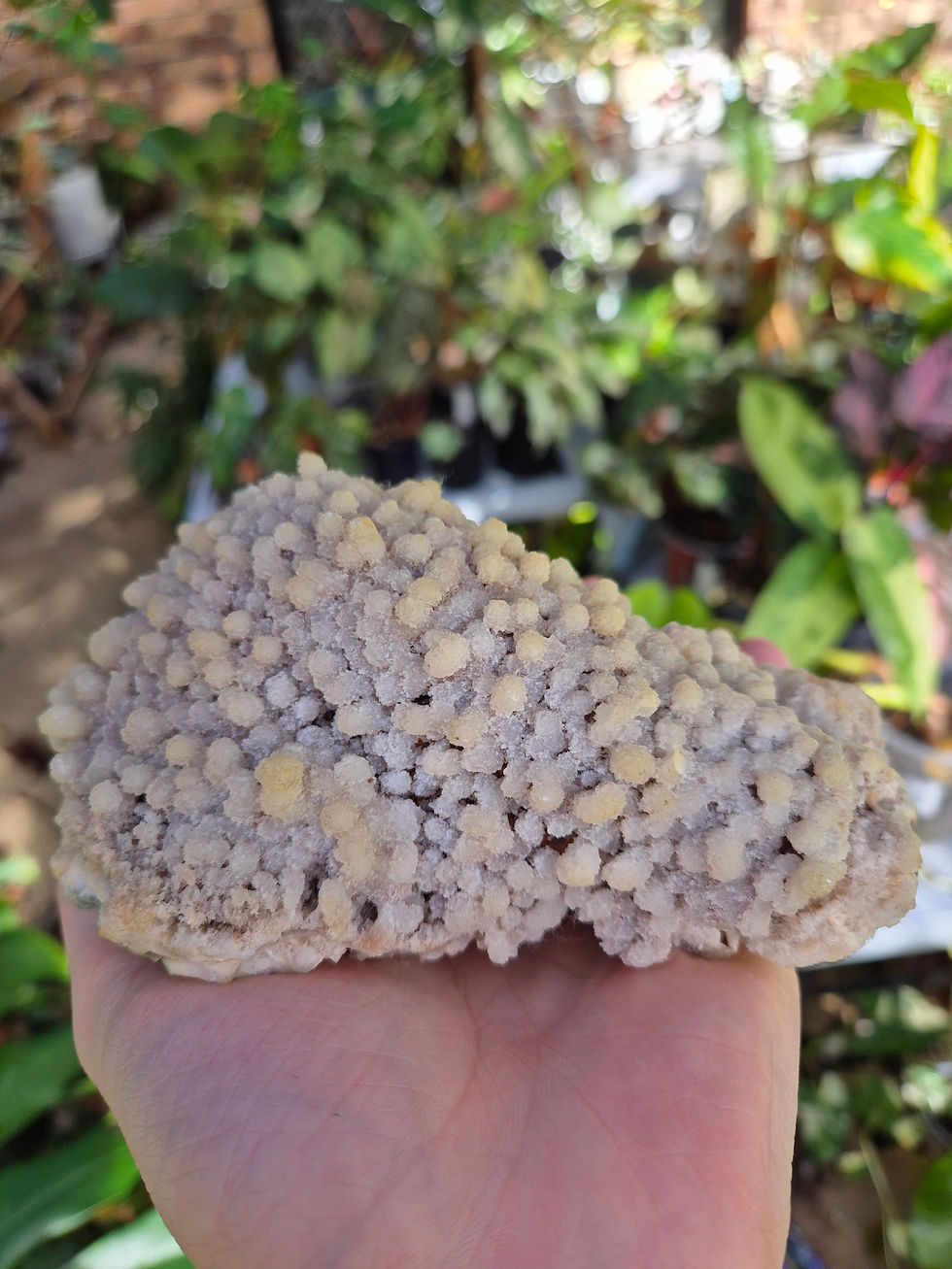 Thumbnail: Satmala Jungle Corn Cob Chalcedony Specimen