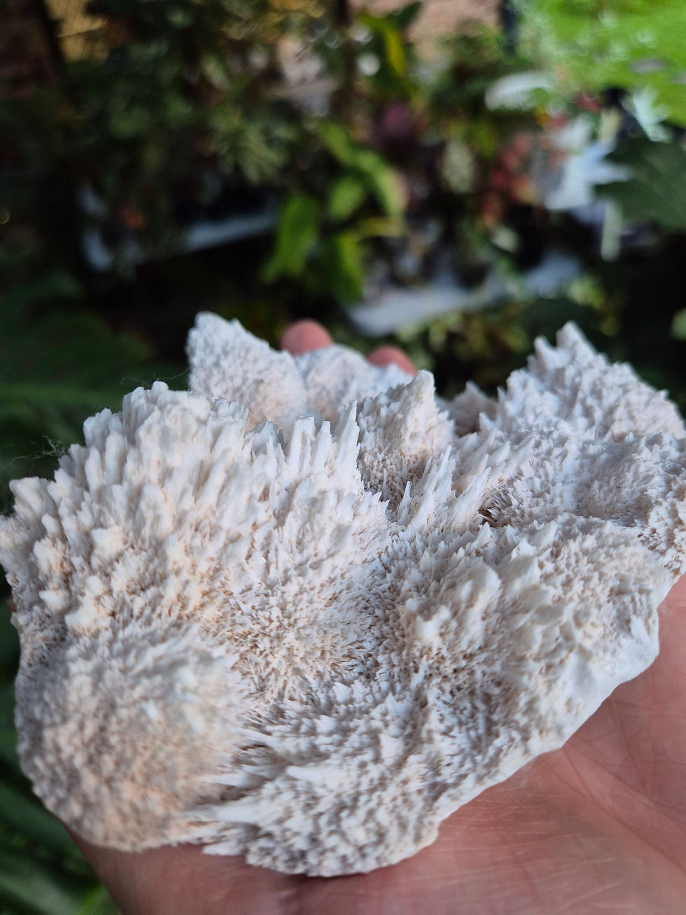 Indian Mordenite Specimen