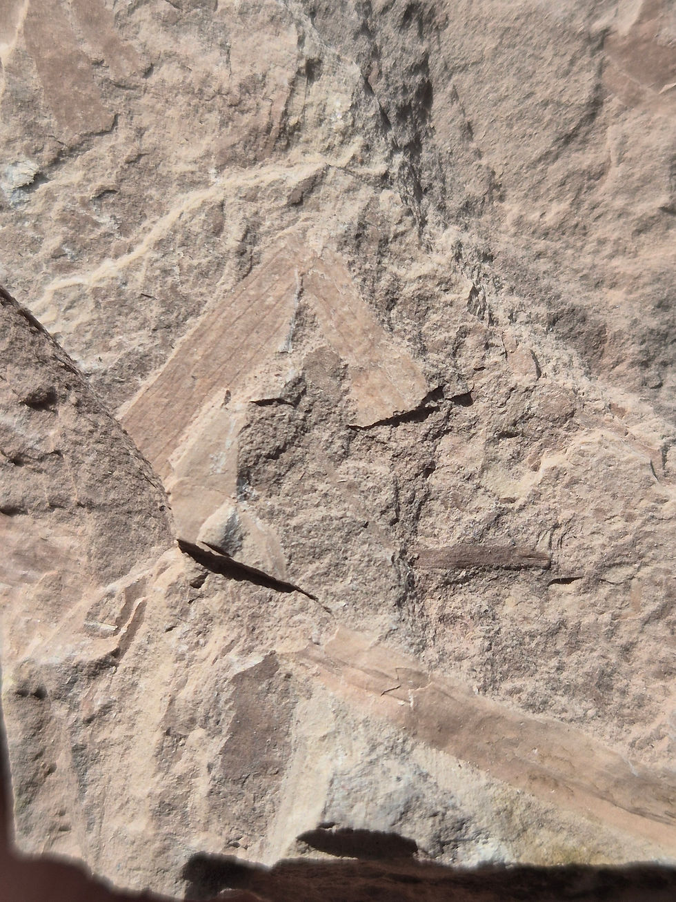 Thumbnail: Australian Plant Fossil