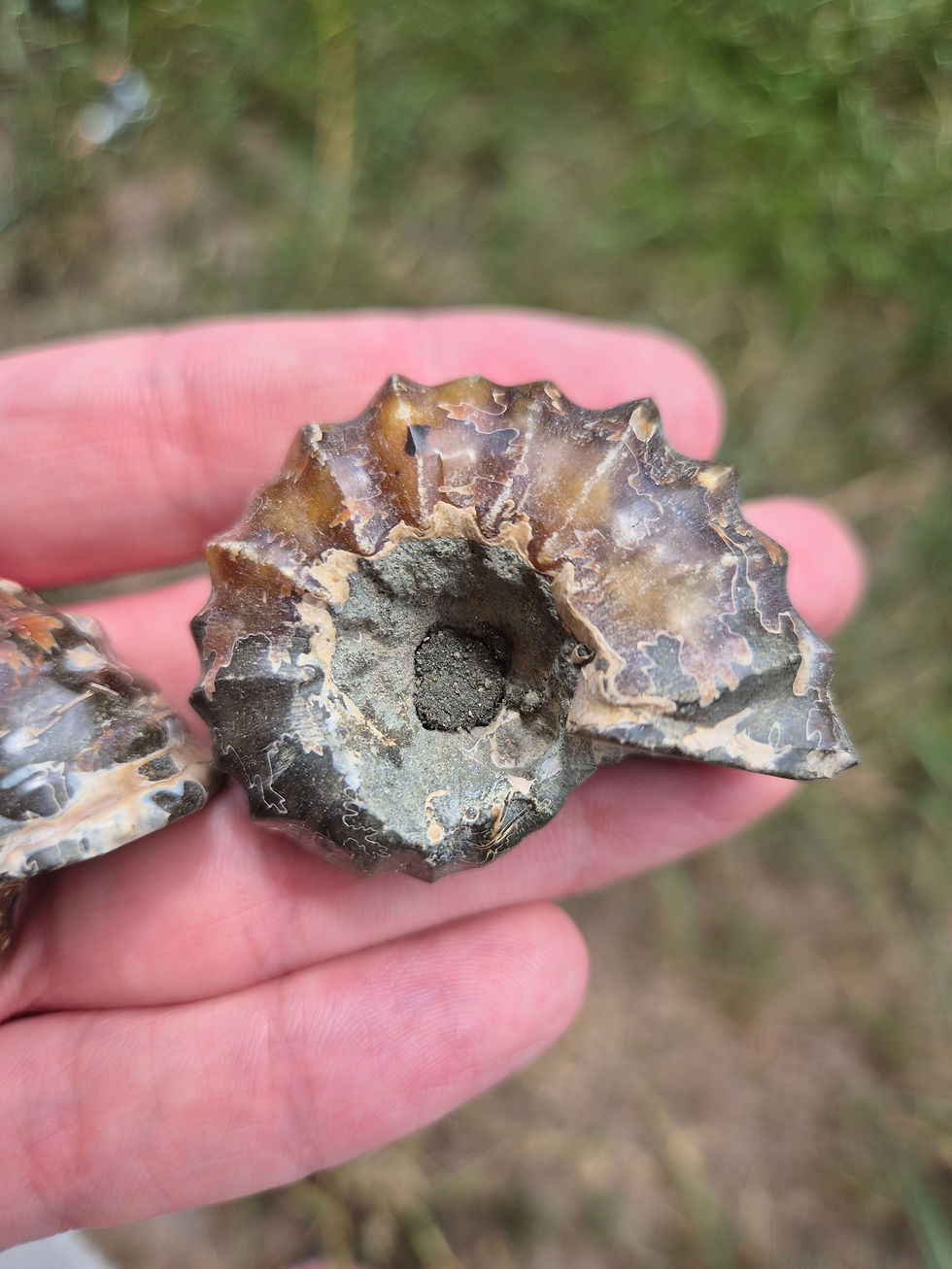 Fossilised Ramshorn Ammonites