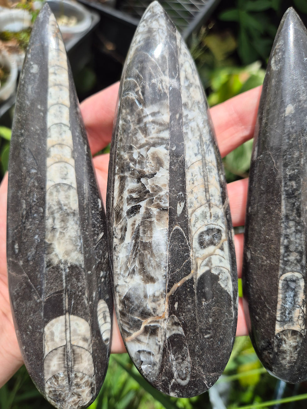 Large Moroccan Orthoceras Fossil in Limestone