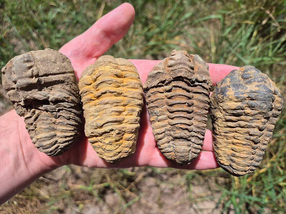 Moroccan Calymene Trilobite Fossils