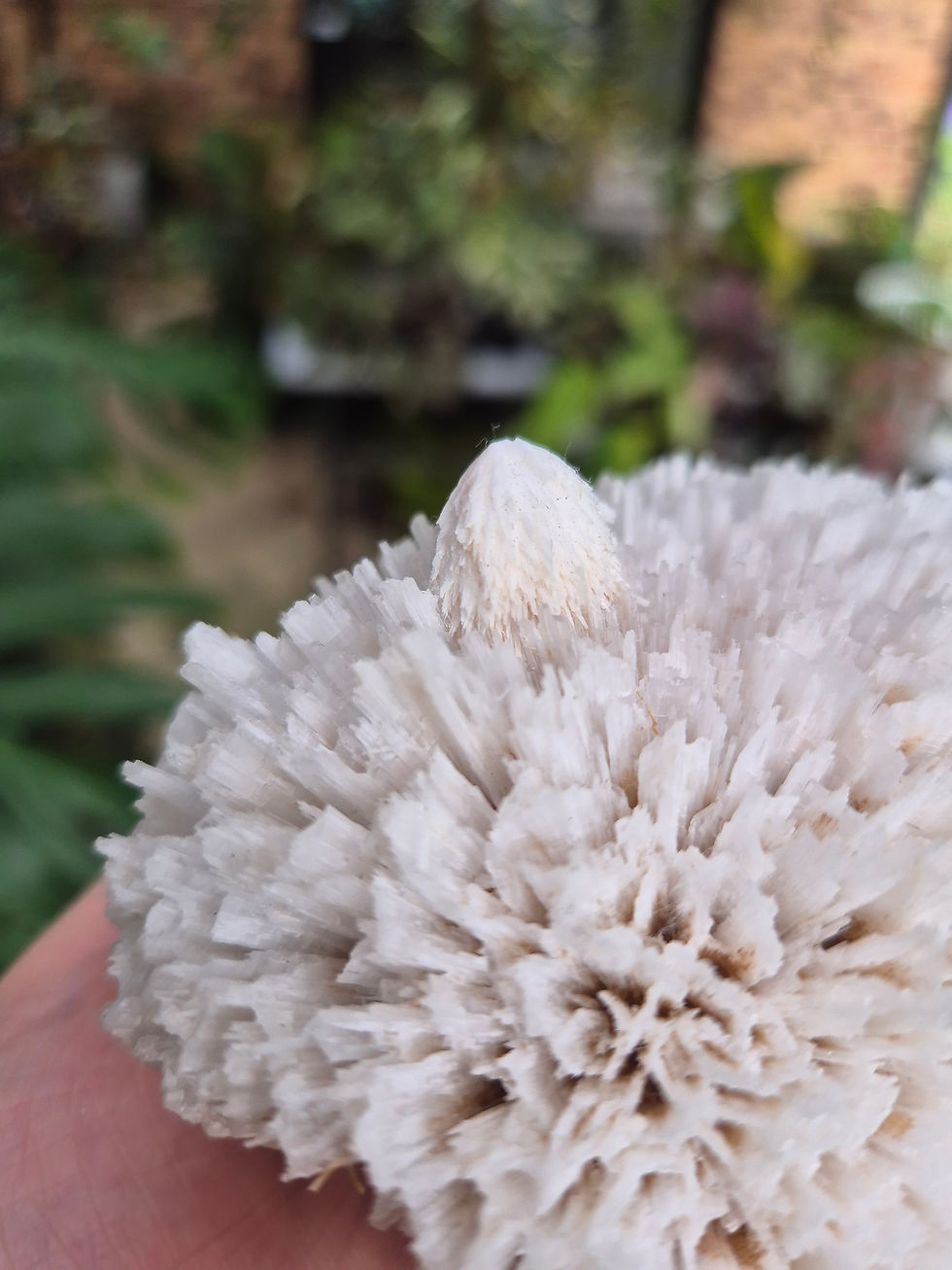Indian Scolecite and Mordenite Specimen
