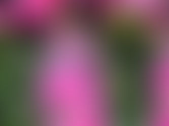 Årets pelargon 2026