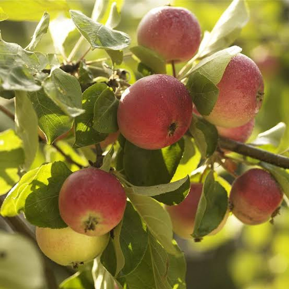 Kampanj på bärbuskar och fruktträd